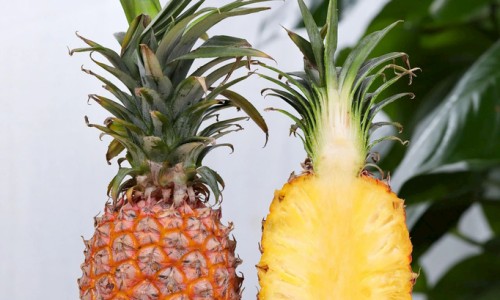 大麦干姜茶的功效网- 生姜甘草大麦茶知识,分享大麦和生姜一起煮水喝吗